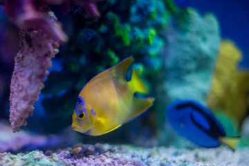 Beautiful Colorful Marine / Aquarium Scene