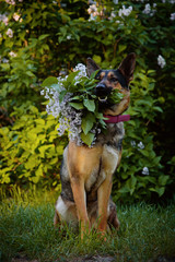 Dog breed German shepherd sitting on the grass with a lilac bouquets in the mouth. Spring portrait.