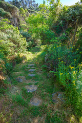 Fototapeta premium hiking the great ocean walk in victoria, australia