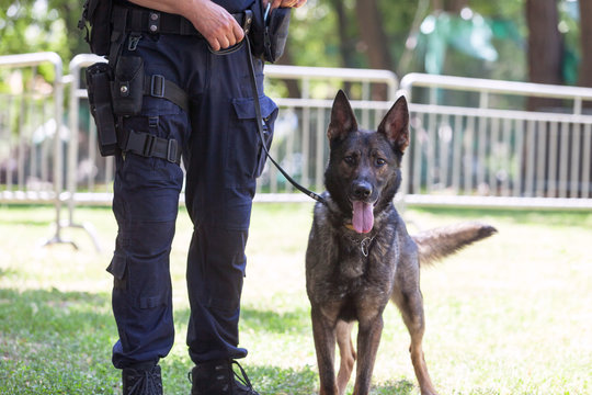 Policeman with Belgian shepherd police dog