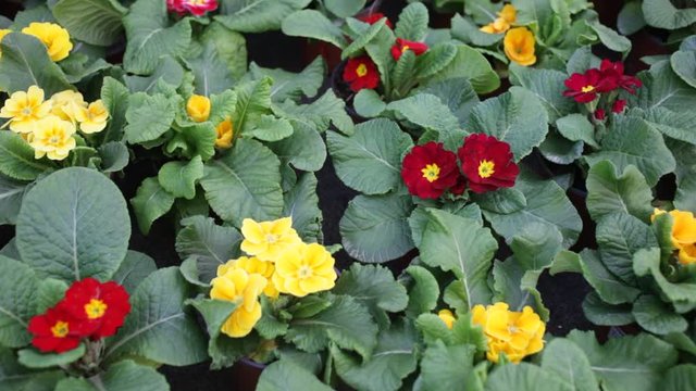 Green plantation of potted primula plants with bright colorful flowers cultivated in greenhouse
