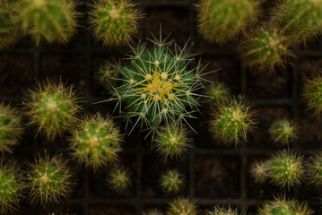 cactus close up, abstract natural pattern