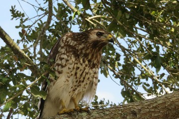 Cooper's hawk on tree in Florida wild, closeup 