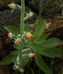 very nice flower of a succulent