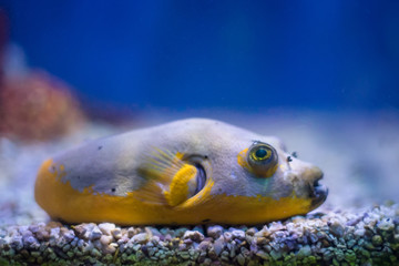 Close up of a weird fish