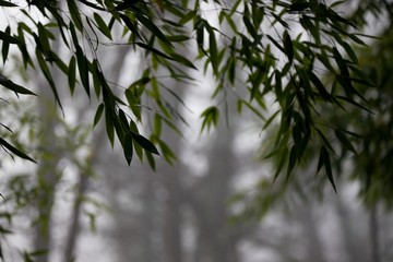 Bambou brouillard