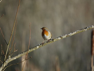 robin (Erithacus rubecula)