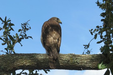 Cooper's hawk on tree against blue sky in Florida nature 
