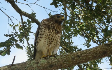 Beautiful broad-winged hawk on tree in Florida wild, closeup
