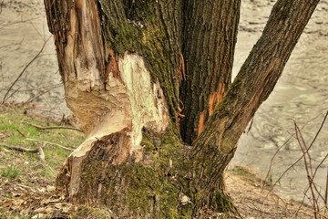 Fototapeta premium Beaver tree cut in forest in spring