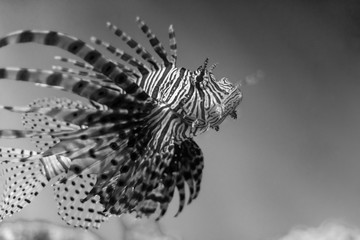 Nice Close up of a Lion Fish