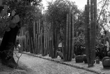 Cactaceae botanic garden, Cadereyta de Montes, Queretaro, Mexico