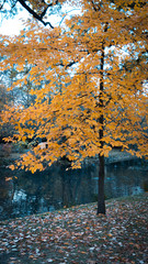 autumn leaves