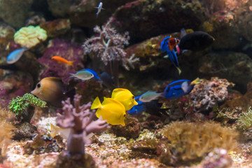 Fototapeta na wymiar Beautiful Colorful Marine / Aquarium Scene