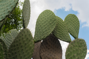 Opuntia, commonly called prickly pear, is a genus in the cactus family, Cactaceae, botanic garden, Cadereyta de Montes, Queretaro, Mexico
