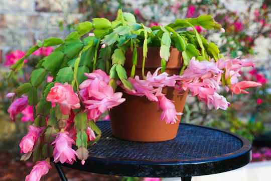Pink Christmas Cactus Blooming