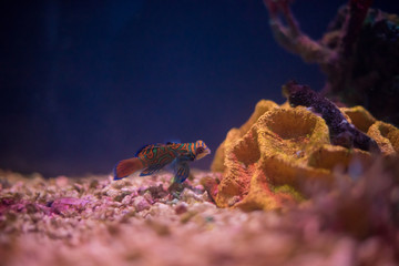 Beautiful Colorful Marine / Aquarium Scene