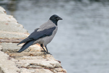 Crow