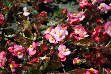 Many beautiful begonia semperflorens (Wax begonia, Begonia conchita) flowers close up. Pink petals and leaves and yellow pistils. Natural organic background