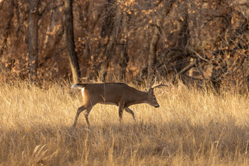 Buck Whitetail Deer in Rut in Colorado in Fall