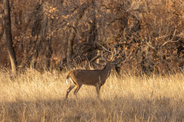 Naklejka na ściany i meble Buck Whitetail Deer in Rut in Colorado in Fall