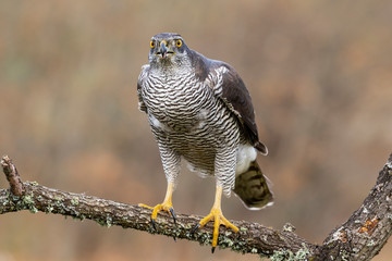 Northern Azor, Accipiter gentilis, adult male