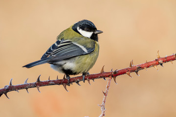 Great Tit, Parus major, perched on a branch with a clear uniform background. Leon, Spain