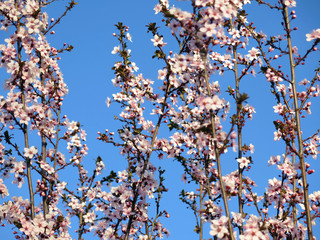 Branches with plum blossoms