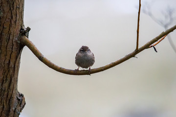 An inconspicuous wren sits on a branch