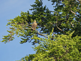 Seeadler (Haliaeetus albicilla) sitzt in einem Baum