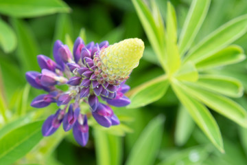 blue flower