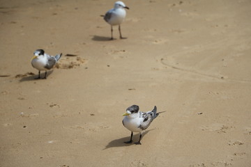 Seagull and Sterna paradisaea at the beach, Australia