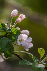 Apple blossoms in full bloom