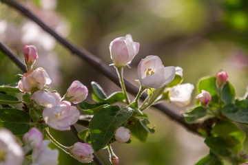 Apple Blossoms In Full Bloom