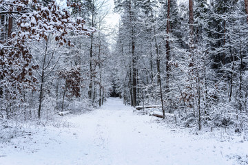 Forest path between trees cover by snow. Winter season in nature.