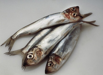 4 herrings against a white background