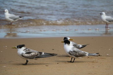Sterna paradisaea at the beach, Australia