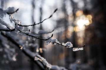 Beautiful focus on tree twigs cover by melt snow and water drops. Blurred background. Warm sun light bokeh. Winter scenery.