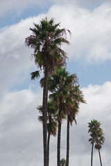 Fototapeta premium Row of tall California fan palms seen against a vivid sky with clouds