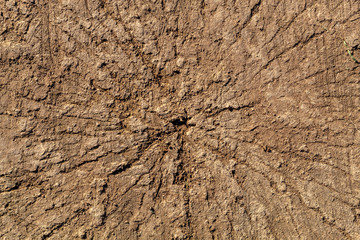 Old Weathered Cracked Wood Texture