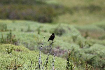 Wild bird standing on small stick over a field of bushes. Picture taken in W Trek - Torres Del Paine Chile