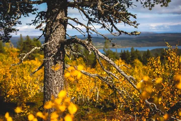 Schwedische Herbstlandschaft beim Wandern zum Berg Kurravaara im Kreis Norrbotten, Gemeinde Kiruna, Nordschweden © tsuguliev