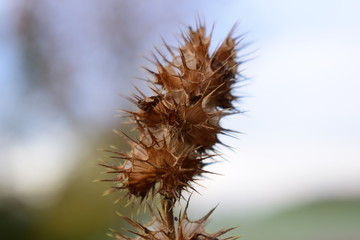 verdorrte Distel, Pflanze, Blume, Dornen, Herbst, verdorrt, Wiese, Himmel, stachlig, Schönheit
