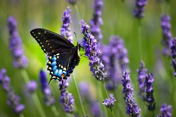 Black Swallowtail Butterfly on Lavender 