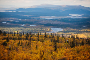 Fototapeta premium Swedish autumn fall vibrant landscape during hiking to Kurravaara mountain in Norrbotten county, Kiruna Municipality, Northern Sweden