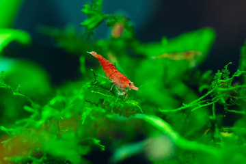 Big fire red or cherry dwarf shrimp with green background in fresh water aquarium tank.