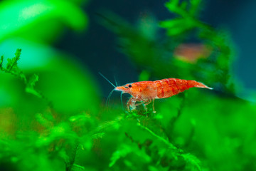 Big fire red or cherry dwarf shrimp with green background in fresh water aquarium tank.