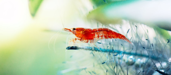 Big fire red or cherry dwarf shrimp with green background in fresh water aquarium tank.