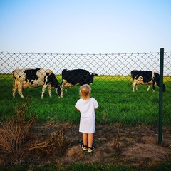 żuławskie krowy © Pawe