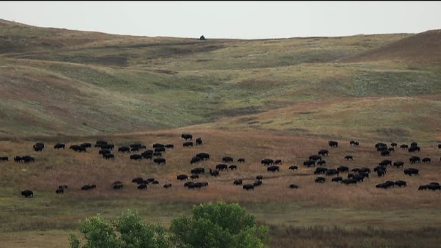 Annual Custer State Park Buffalo Roundup